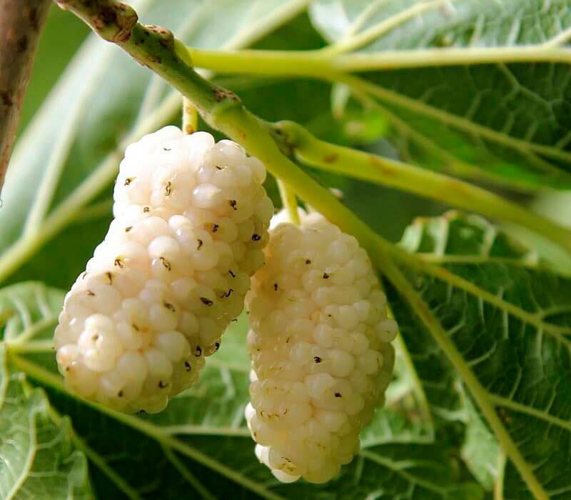 Шовковиця Біла медова (Однорічний, ОКС), фото 1