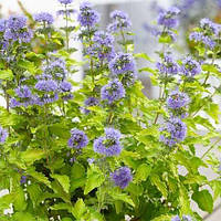 Каріоптеріс Hint of Gold ЗКС