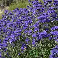 Каріоптеріс Кладонський Вусторсое золото ЗКС