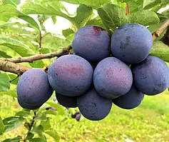 Саджанці колоновидна злив