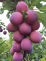 Слива колоноподібна Імперіал (Однорічний, ОКС)