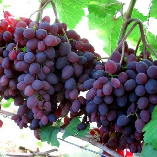 Виноград Кішміш Запоріжський (Однорічний, ОКС), фото 1