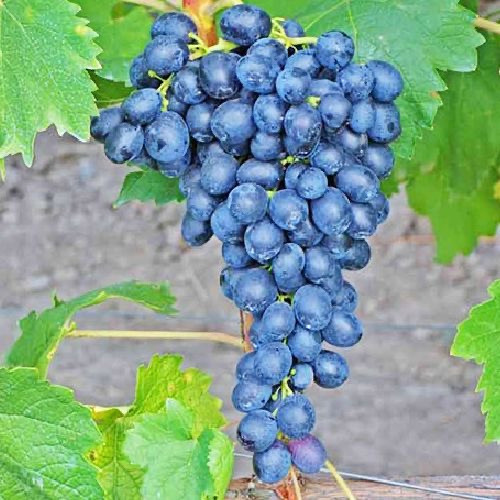 Виноград Кішміш Аттика (Однорічний, ОКС), фото 1