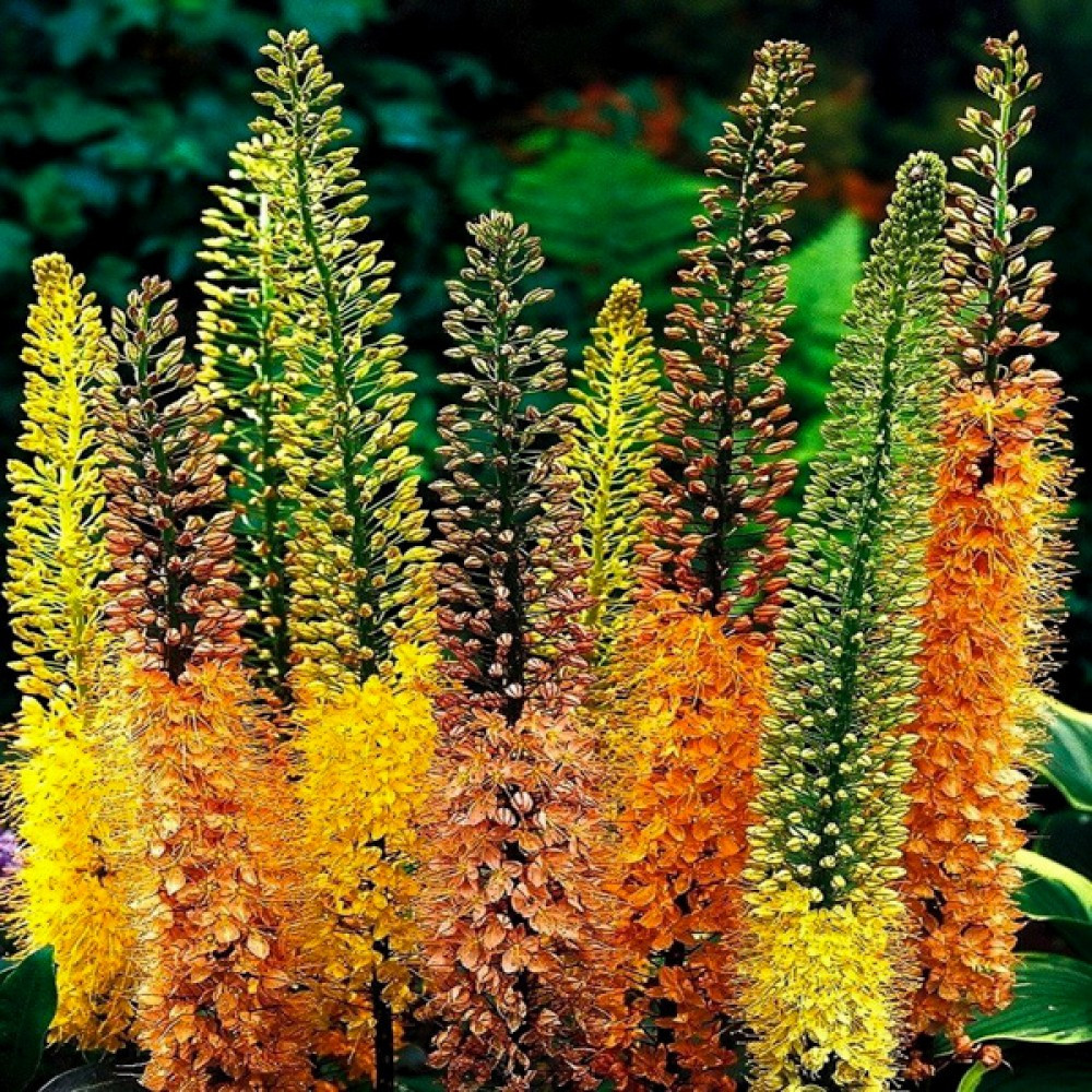 Еремурус Shelford Hybriden, фото 1