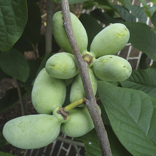 Азиміну трілоба Мітчелл, фото 1