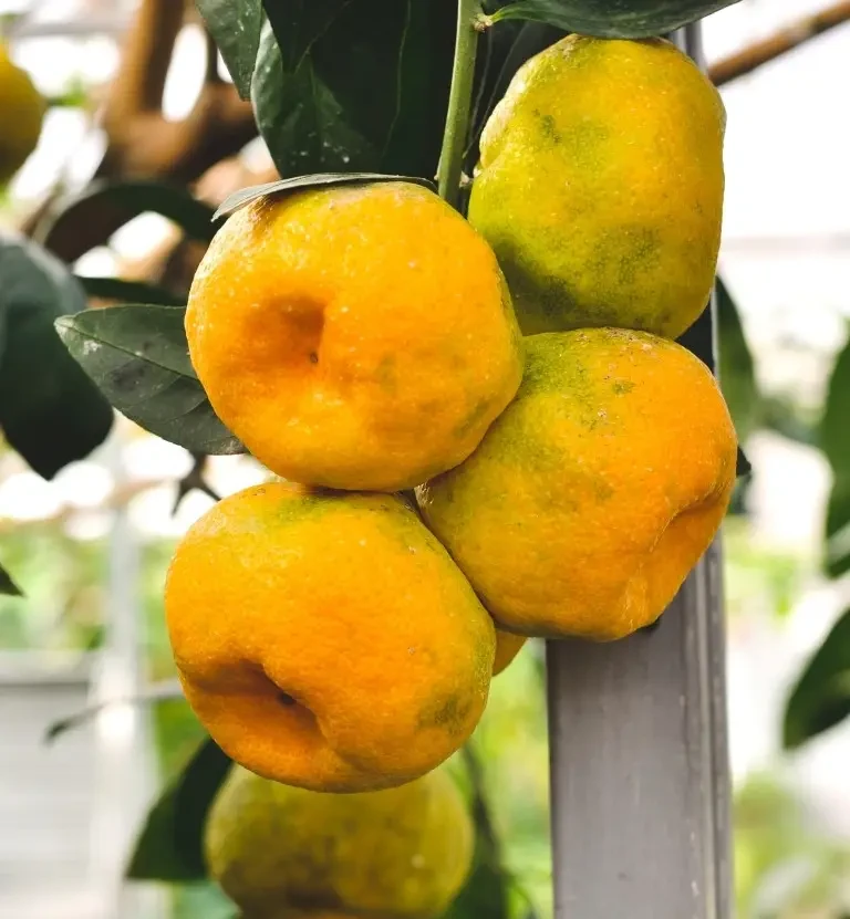 Мандарин Тропіканка "Ковано Васі" 30-50см, фото 1