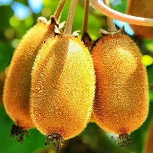 Ківі плодонос Монті (Однорічний, ЗКС), фото 1