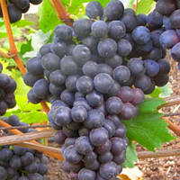 Виноград Шахтар (Однорічний, ВКБ)