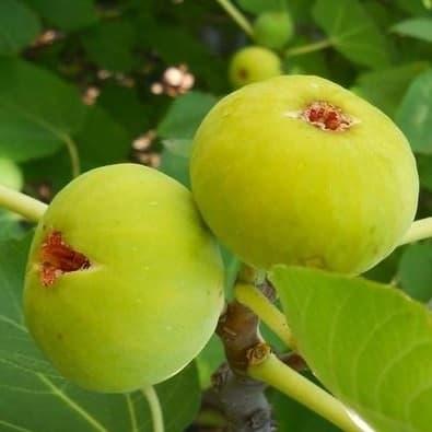 Інжир білий Адріатичний (ЗКС, Однорічний), фото 1