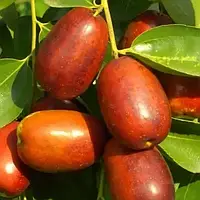 Саджанці зизифуса