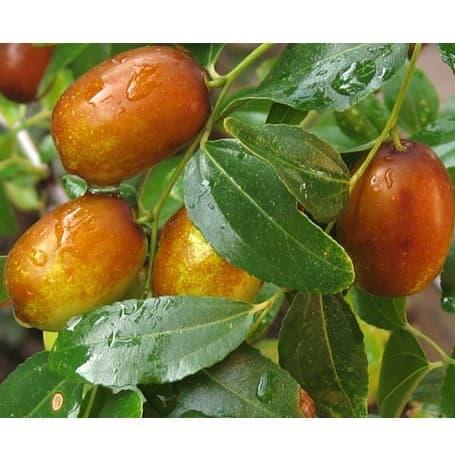 Зизифус Кара-Даг (однорічний, ОКС), фото 1