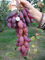 Виноград Ася (Однорічний, ОКС)