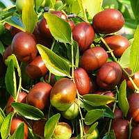 Зизифус Коктебель (дворічний, ОКС)