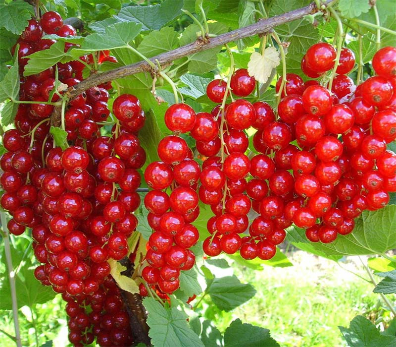 Червона смородина Джуніфер (Двохлітній, ОКС), фото 1