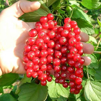 Смородина Ролан (Однорічний, ОКС), фото 1