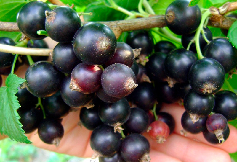 Чорна смородина Сластена (Двохлітній, ОКС), фото 1