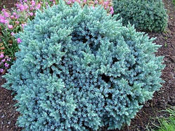 Ялівець Tropical Blue Об'єм горщика L1.5