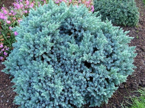 Ялівець Tropical Blue Об'єм горщика L1.5