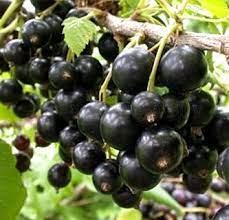 Чорна смородина Ніва (Двохлітній, ОКС), фото 1