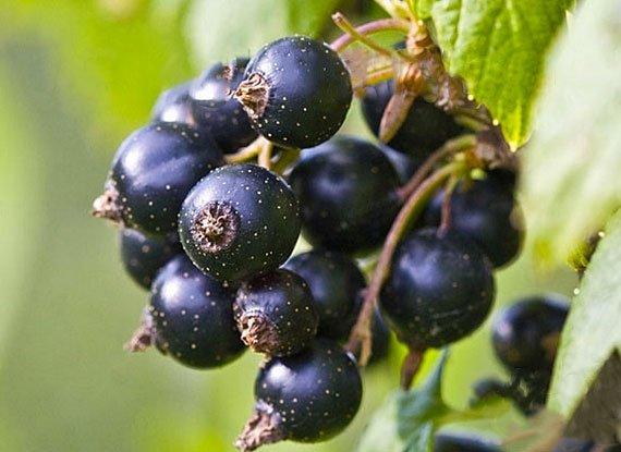 Чорна смородина Чорниця (Двохлітній, ОКС), фото 1