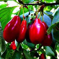 Саджанці кизилу