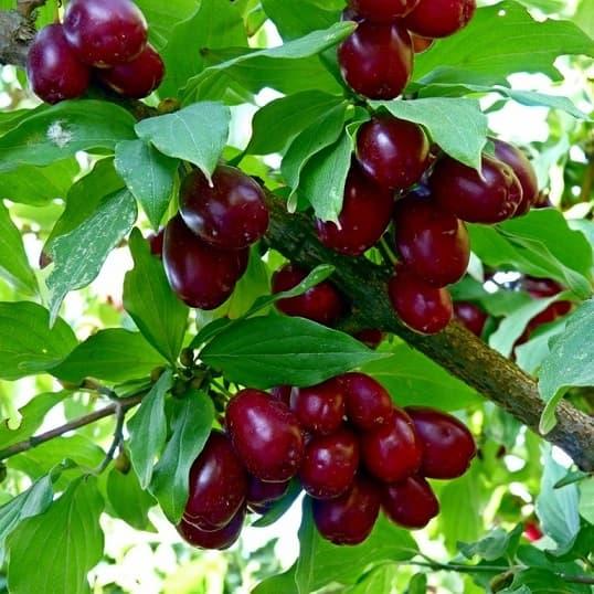 Кизил Семен (Трьохлітній, сінець), фото 1