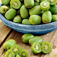 Актинідія аргута Великоплідна (жіноча) (8-10 см, 1 рік, 1 л)