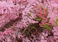 Тамарікс (Однорічний, ОКС)