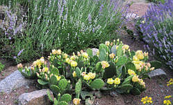 Кактус Опунція садова (Однорічний, ЗКС)