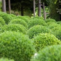 Самшит Суфрутикоза (20-25 см, ЗКС)