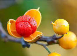 Древогубець (Однорічний, ЗКС)