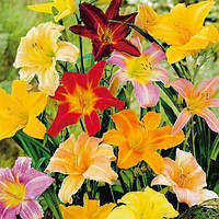 Лійники Мікс 5 (сажники)