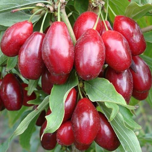 Кизил Міхайловський (Трьохрічний, привів, ОКС), фото 1