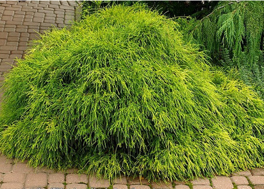 Кипарис Filifera Aurea Nana Об'єм горщика L1.5/L4
