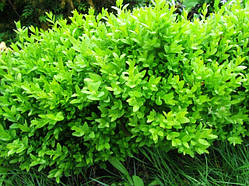 Самшит Суфрутикоза (20-25 см, ЗКС)