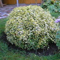 Злаки і трави