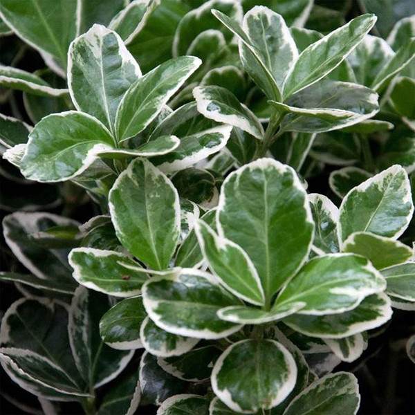 Бересклет японський Кеті (сажниці), фото 1