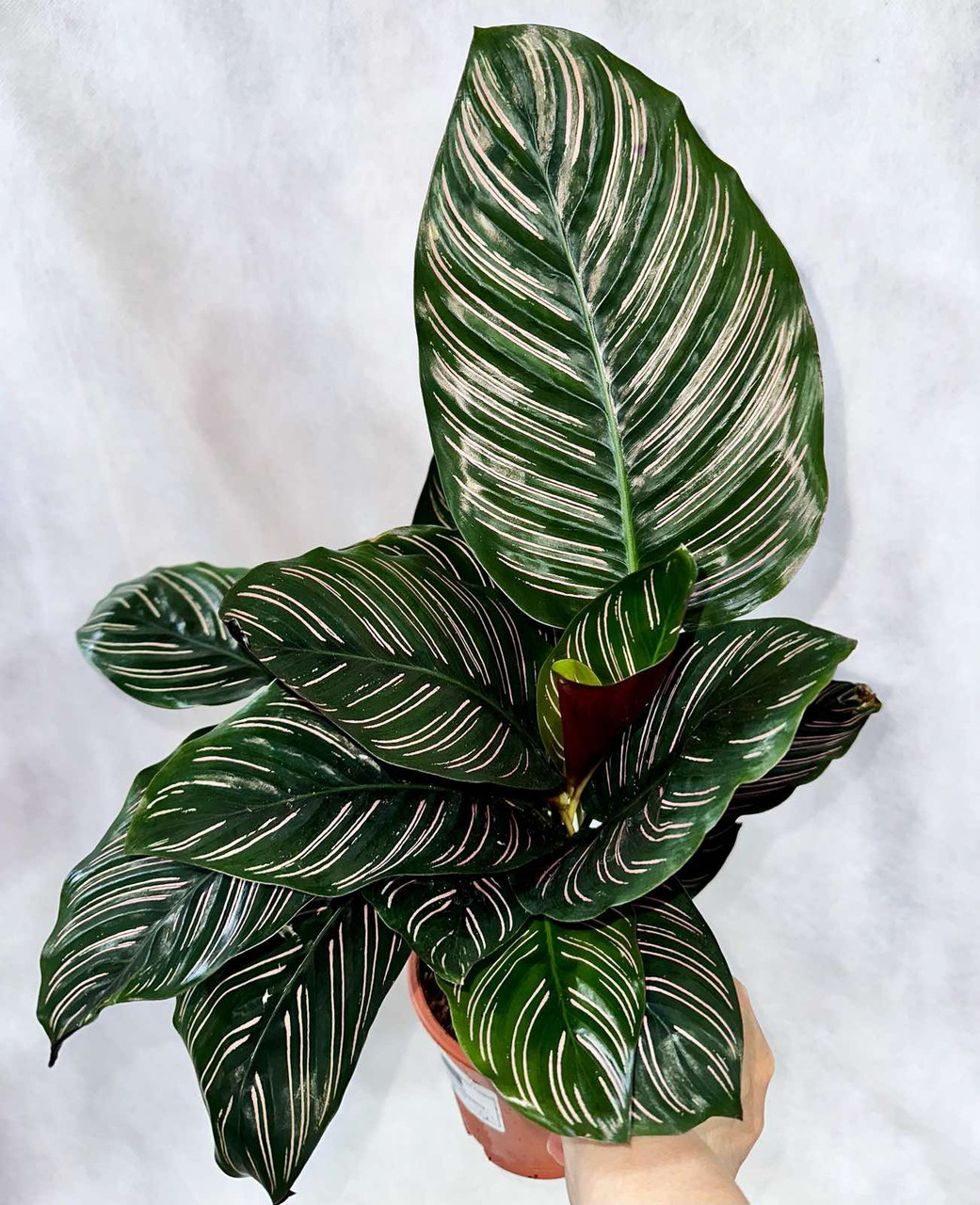 Калатея Sanderiana Ornata