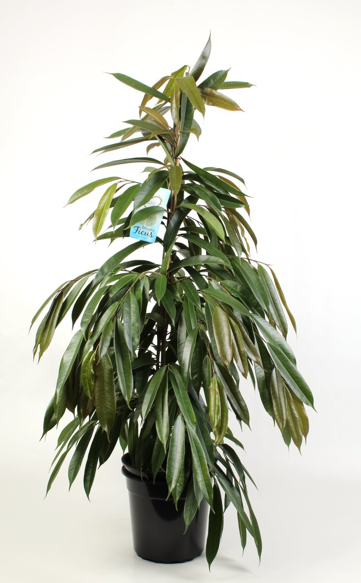 Фікус Амстел Кінг (Ficus amstel king Toef)