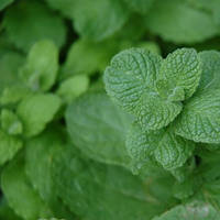 Пряні трави