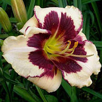 Лійник Celebration of Angels (сажінці)