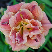 Лілейник Double Pink Peony (сажники)