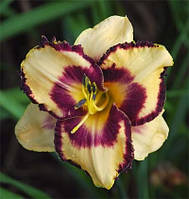 Лілейник Creative Vision (сажінці)