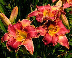 Лілейник Startle (сажники)