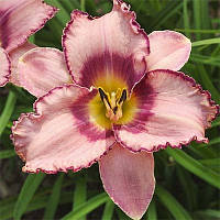 Лілейник Creative Edge (сажінці)