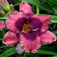 Лілейник Night Breeze (сажінці)