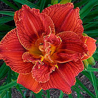 Лілейник Paprika Flame (сажники)