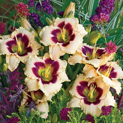 Лійник Blueberry Candy (сажінці), фото 1