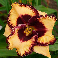 Лійник Open my Eyes (сажники)