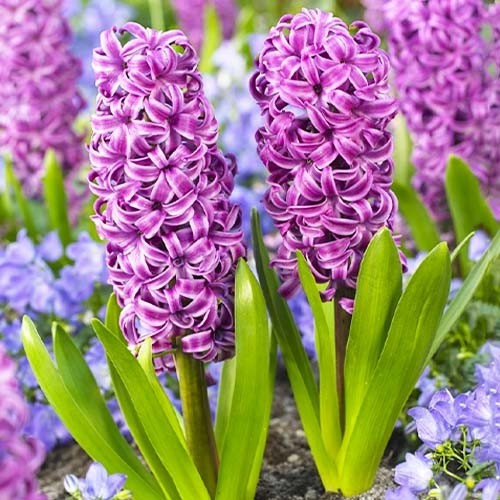Гіацинт Purple Sensation (луковиці в горщику), фото 1